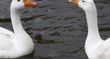 Podle jakých znaků rozeznáte hada od husy??